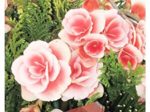 c_pia_2_de_119_foto_beg_nia_rigas_bicolor_1