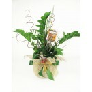 117_zamioculcas_africanas_f