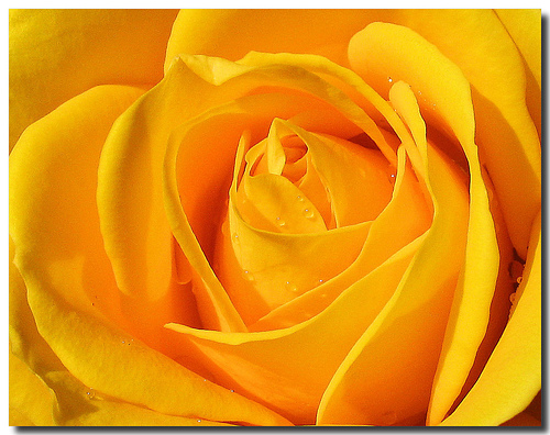 Rosa-amarela.jpg