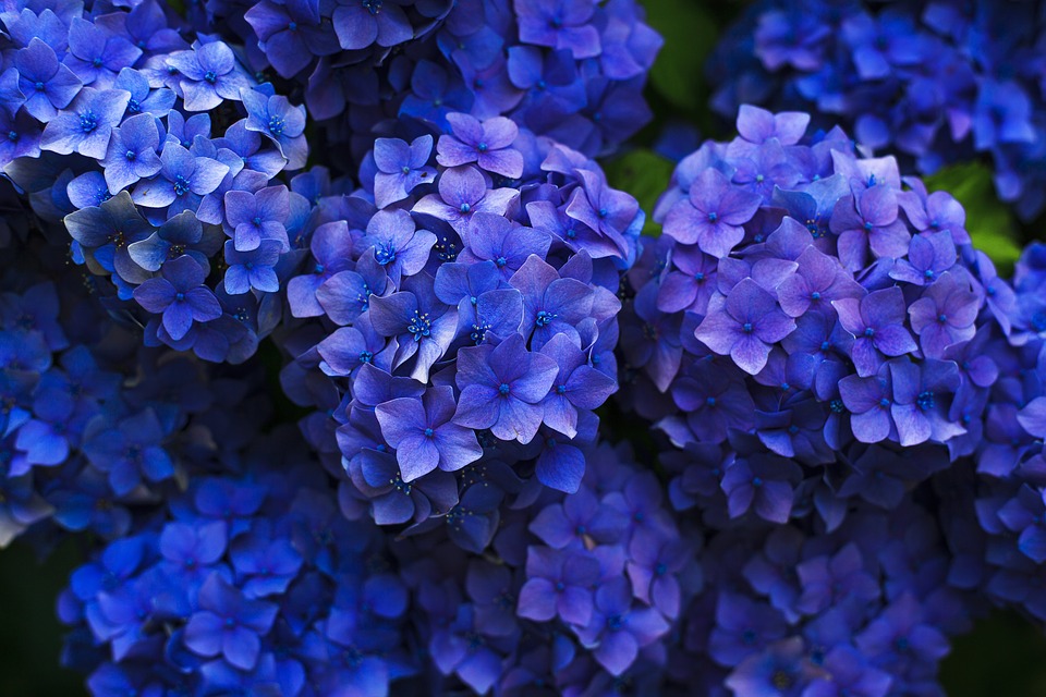 Conheça as flores mais raras do mundo: Veja fotos.