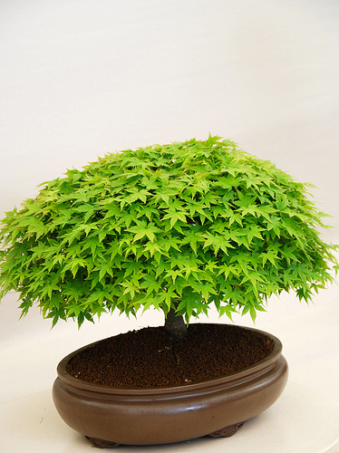 comprar bonsai barato