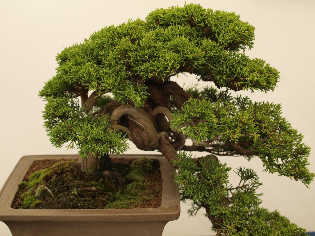 comprar bonsai belo horizonte