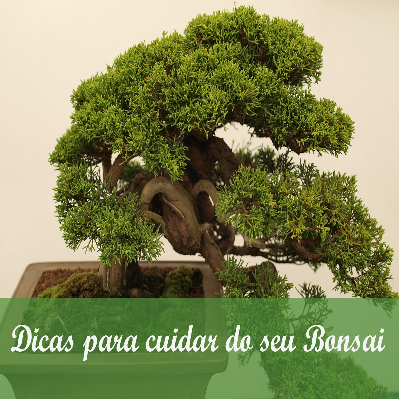 Como cuidar de seu Bonsai e deixar a planta sempre bonita