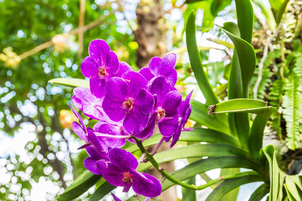 Tipos de orquídeas: conheça as curiosidades de cada uma - Ikebana Flores