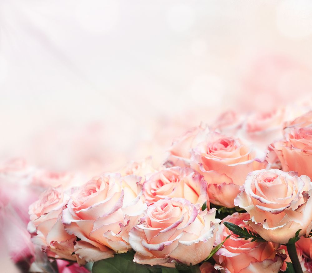 Tipos de rosas: conheça as belezas do jardim - Ikebana Flores