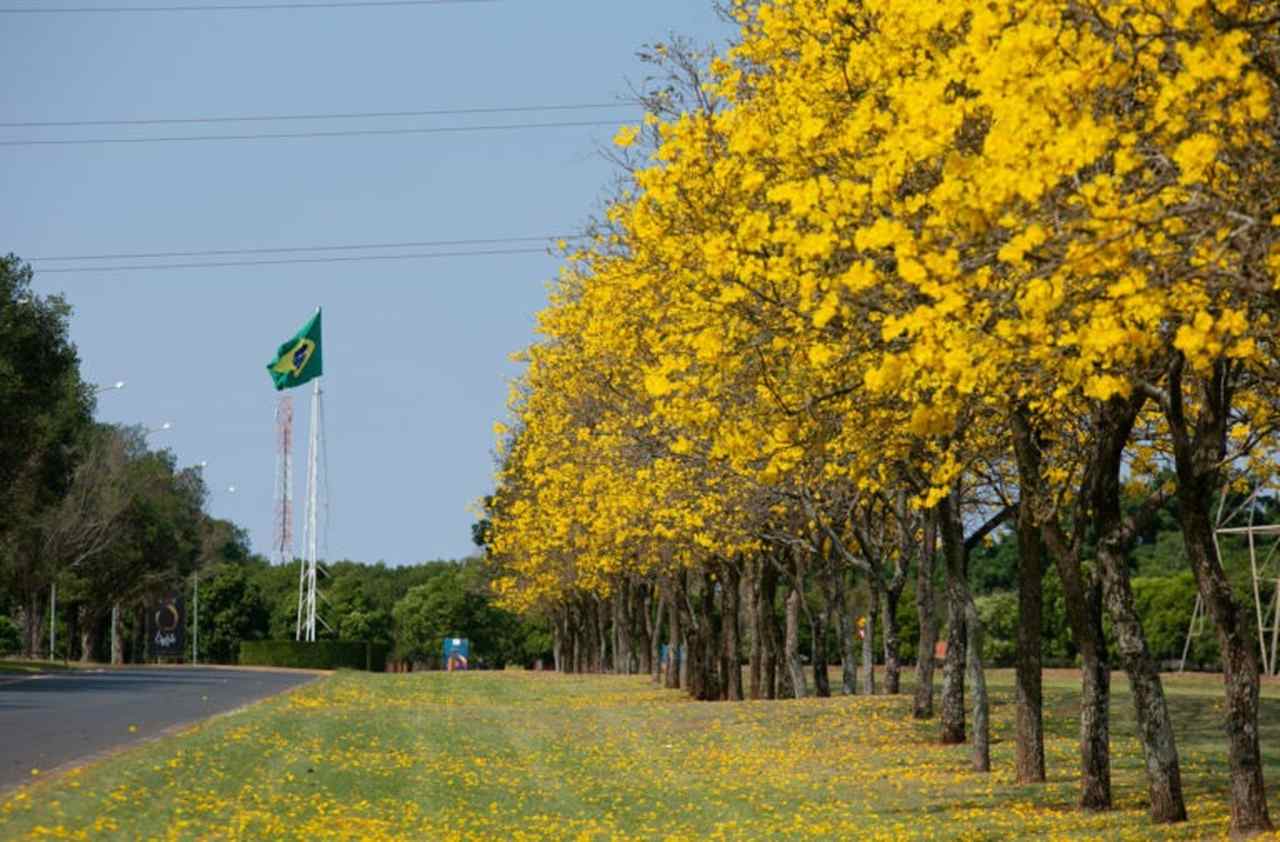 Conheça algumas flores típicas do Brasil Conheça algumas flores típicas do Brasil