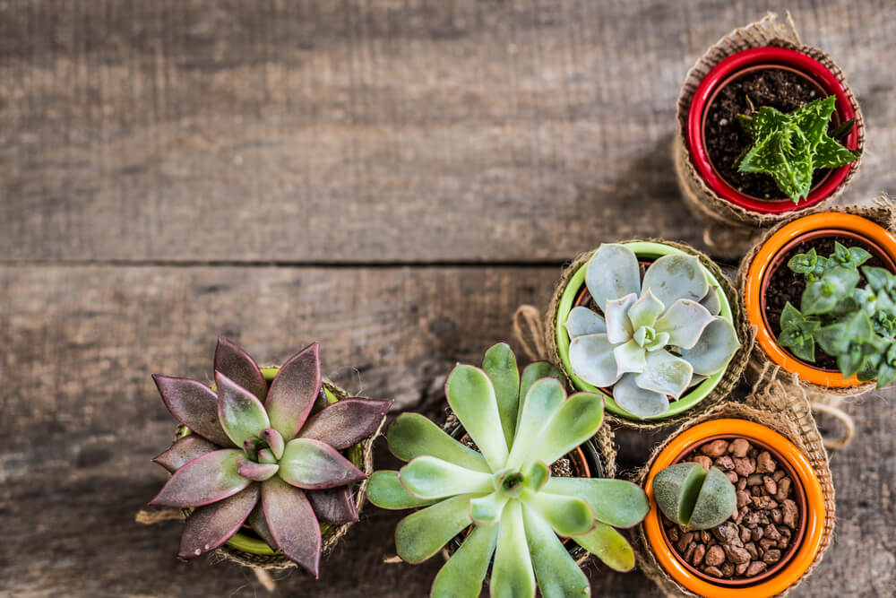 Plantas para homens: descubra como presentear - Ikebana Flores