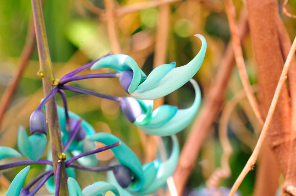 Conheça as flores mais raras do mundo: Veja fotos.