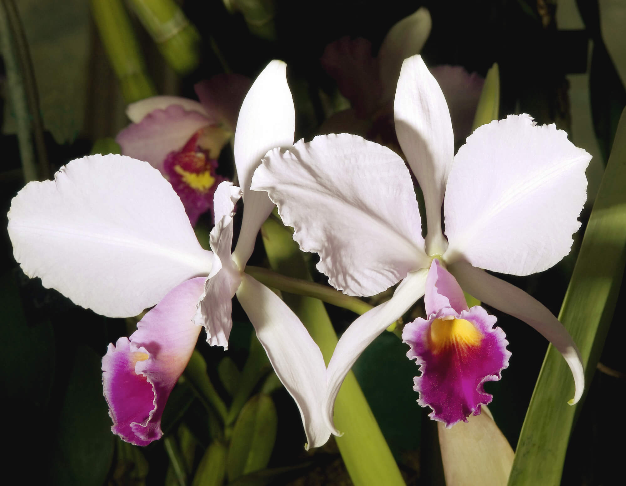 Orquídeas brasileiras: selecionamos as mais bonitas e populares
