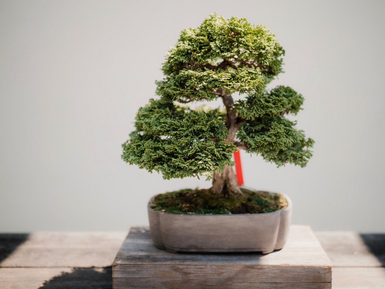 Afinal, como comprar bonsai e escolher o melhor para mim?