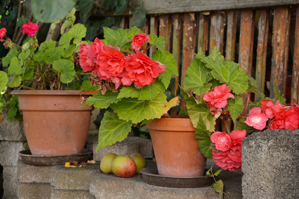 begonia vaso - Ikebana Flores