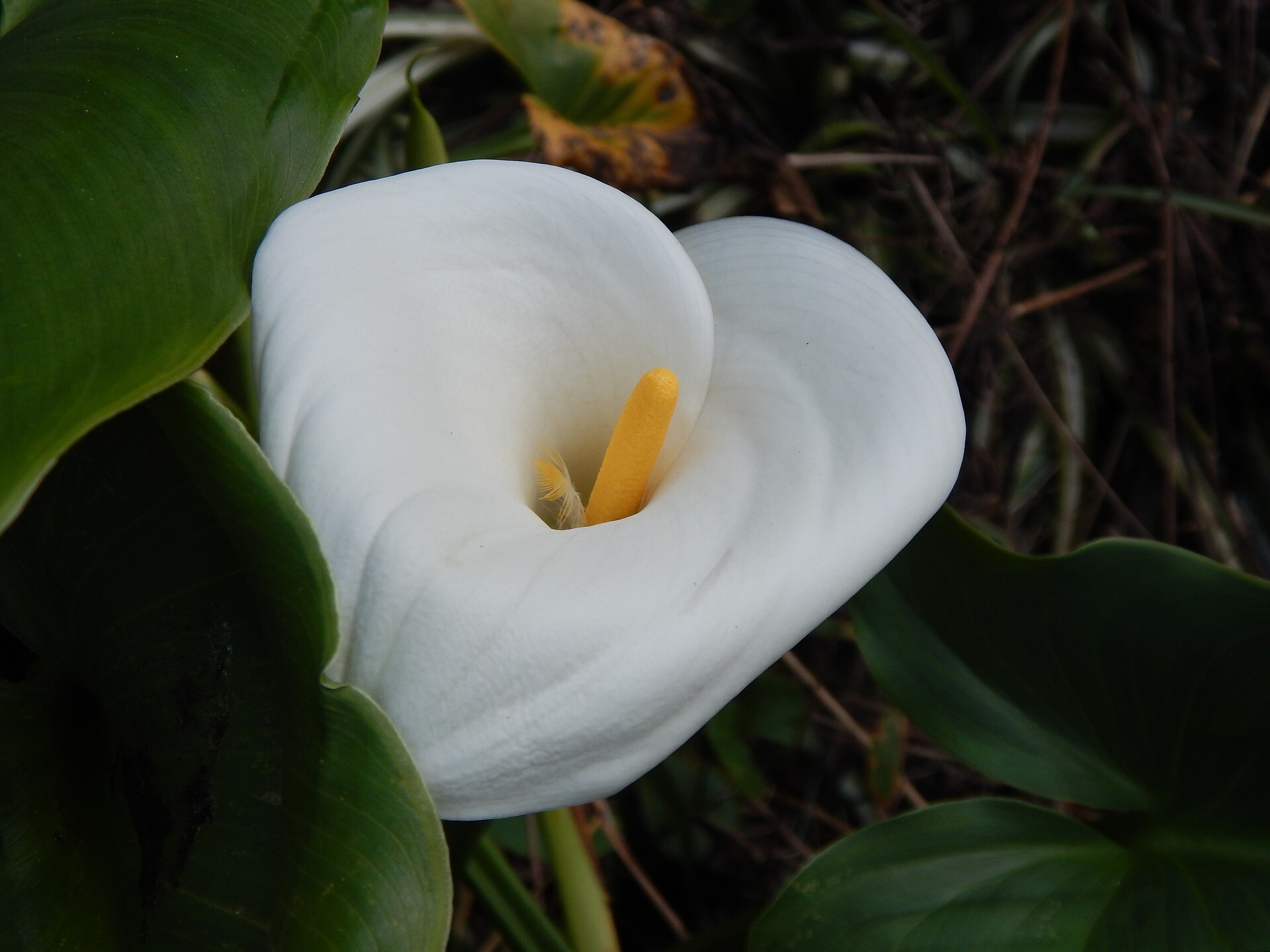flor copo de leite Ikebana Flores flor copo de leite Ikebana Flores