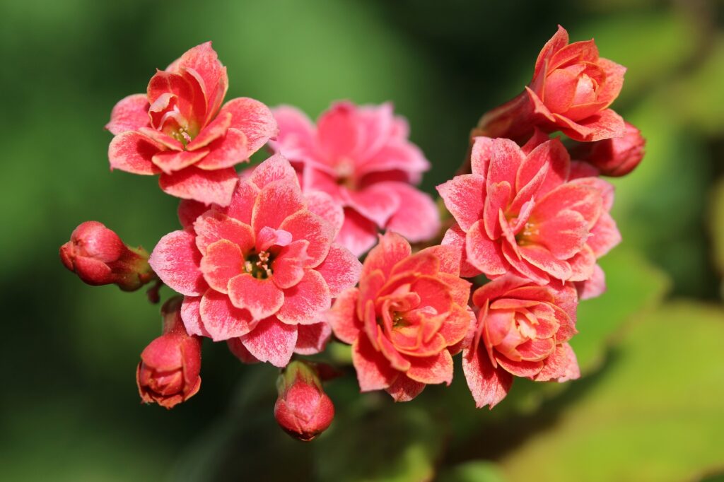 kalanchoe ter em casa