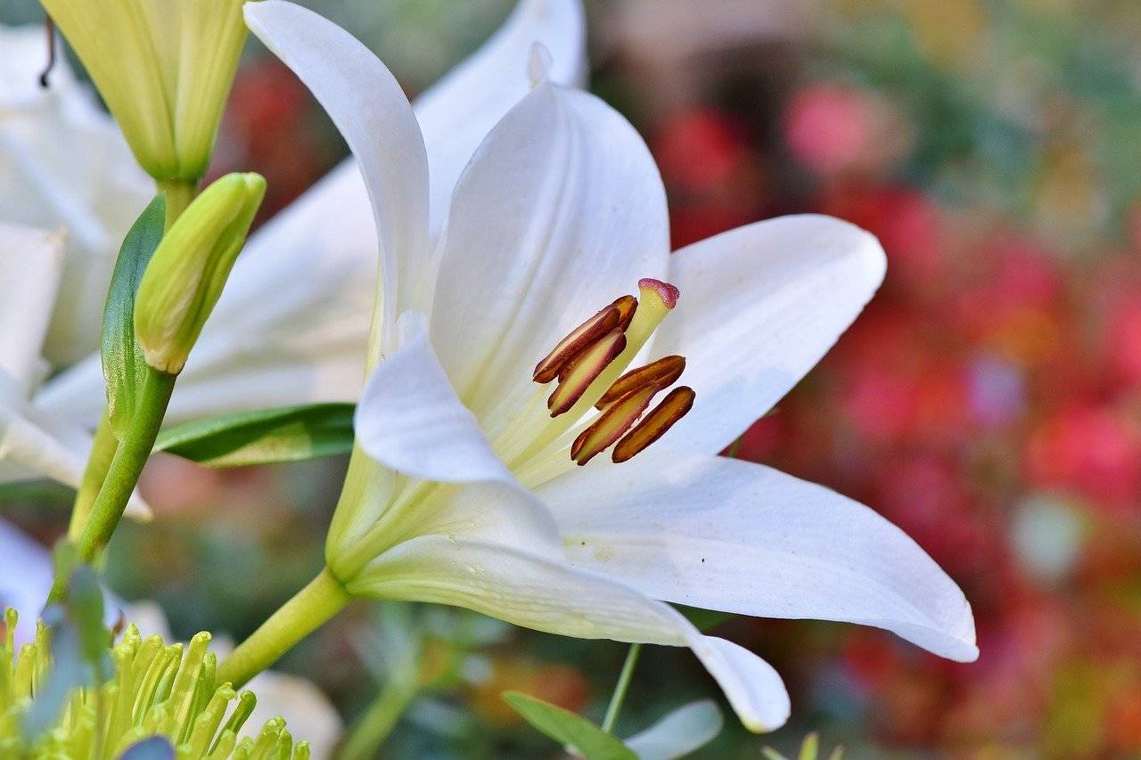 12 flores mais usadas para homenagear os mortos - Ikebana Flores