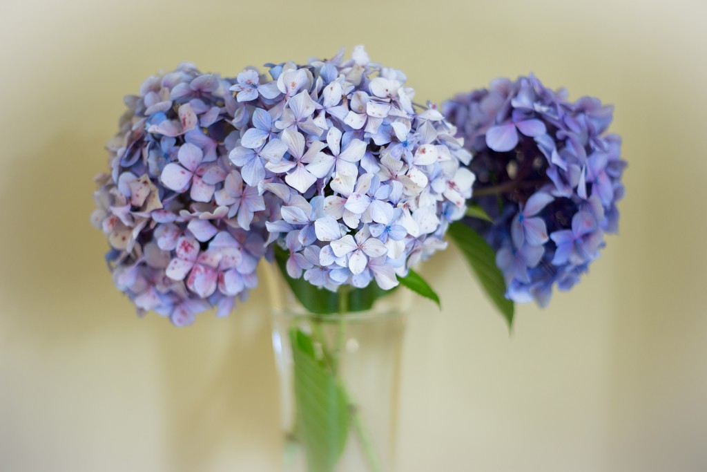 amizade e flores