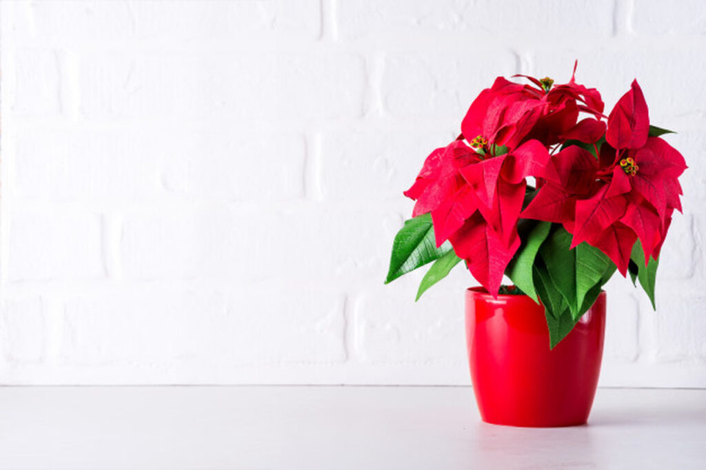 Flor de Natal: saiba como cultivar a planta e confira dicas de decoração  natalina - Ikebana Flores