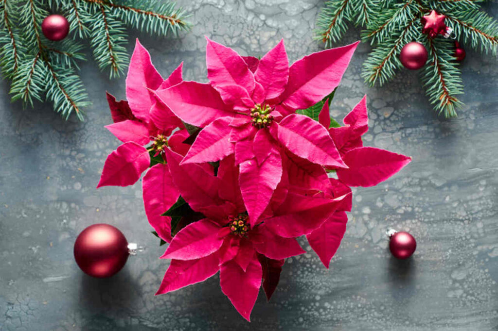 Flor de Natal: saiba como cultivar a planta e confira dicas de decoração  natalina - Ikebana Flores