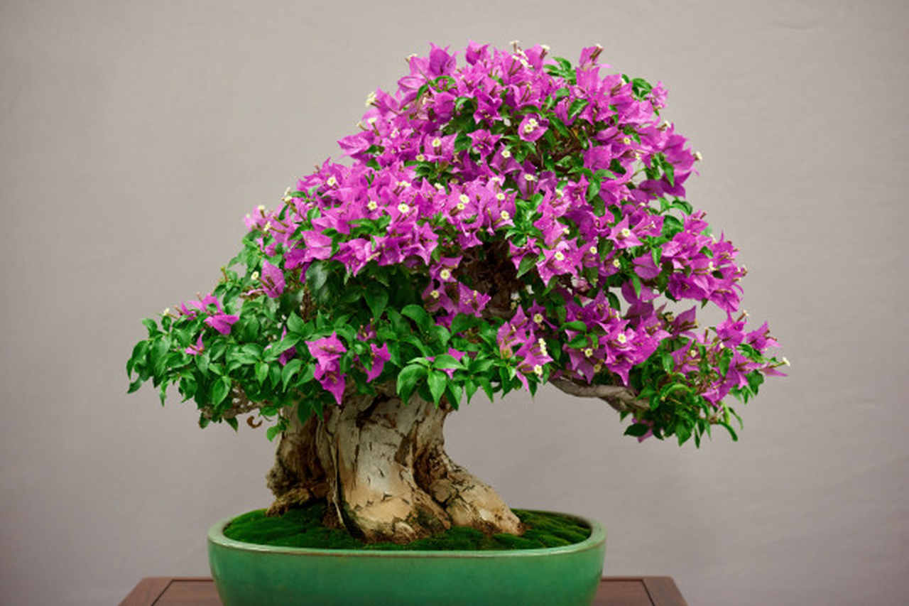Bonsai de presente? Conheça o significado da espécie Ikebana Flores