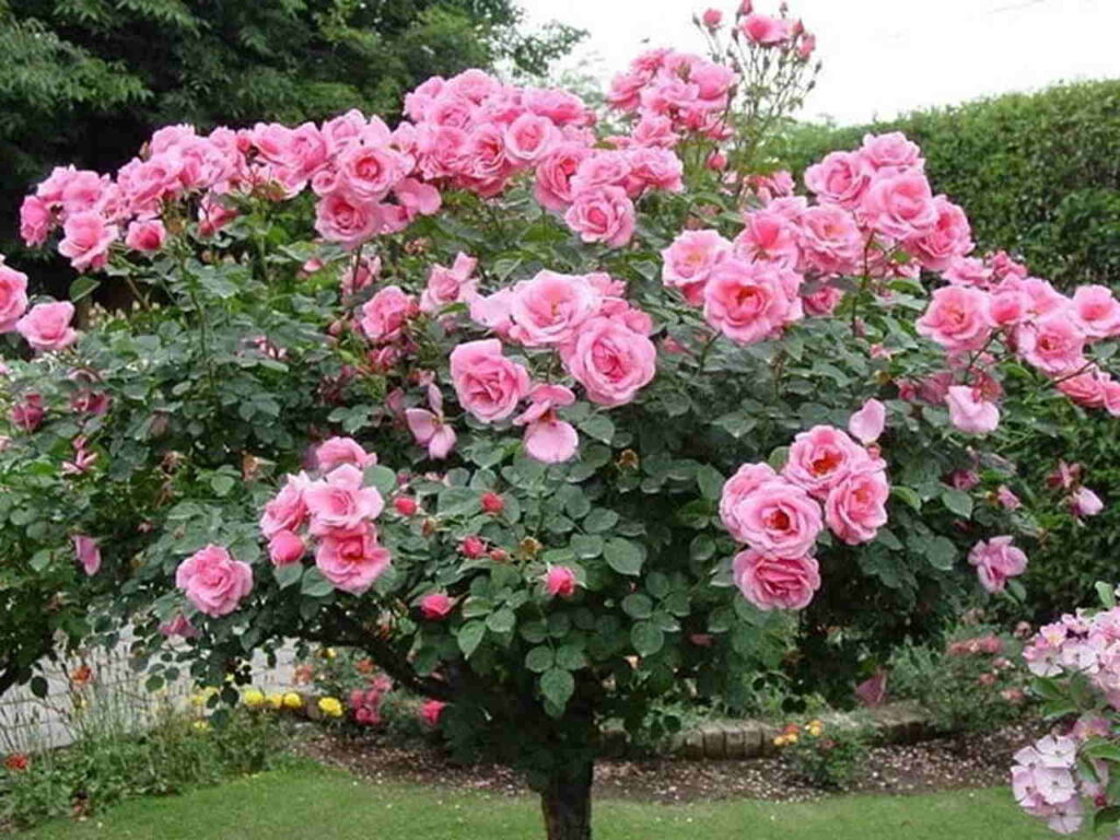 tipos de rosas