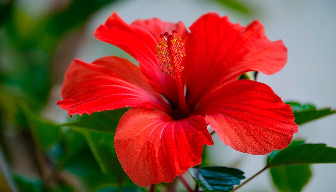 Conheça 12 flores que simbolizam a amizade - Ikebana Flores