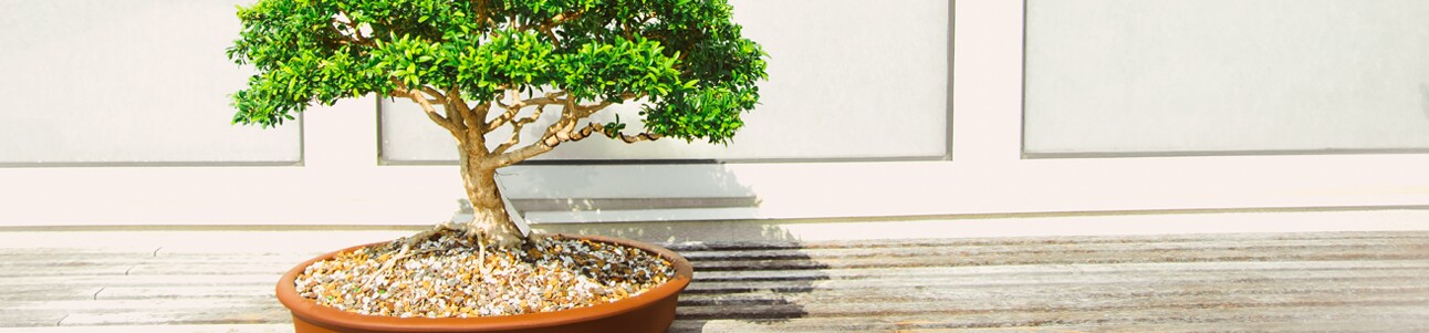 COMO MONTAR EMPRESA BONSAI