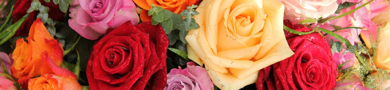TIPOS DE ROSAS