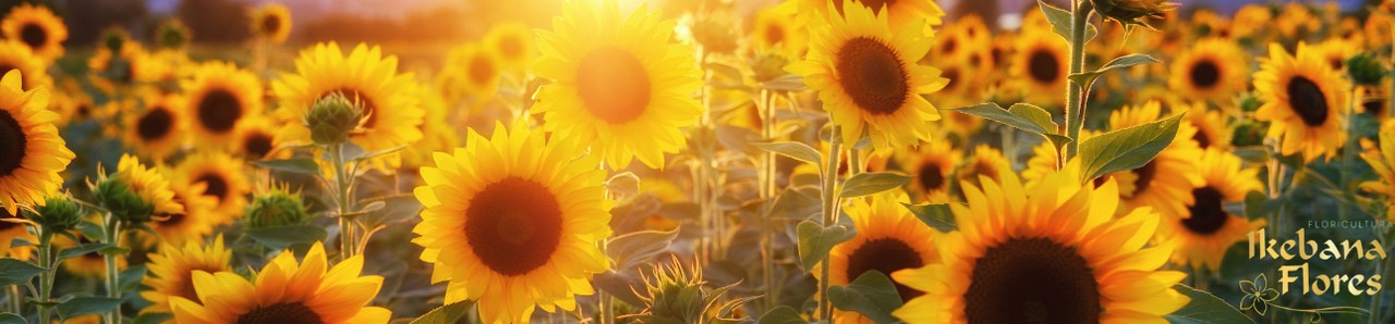 SIGNIFICADO DO GIRASSOL