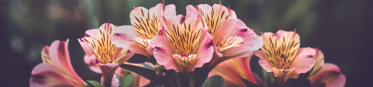 FLORES ASTROMÉLIAS