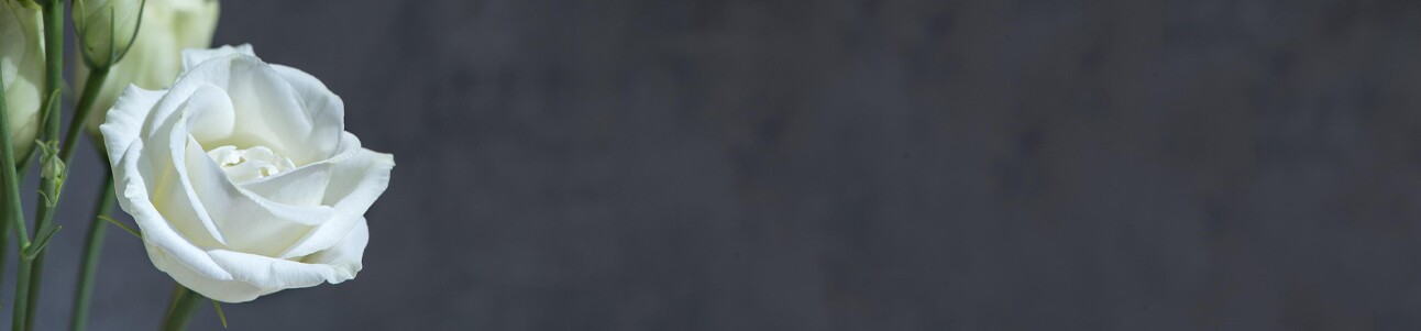 LINHA - DIA DA MULHER