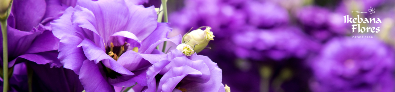 FLORES LIZIANTUS