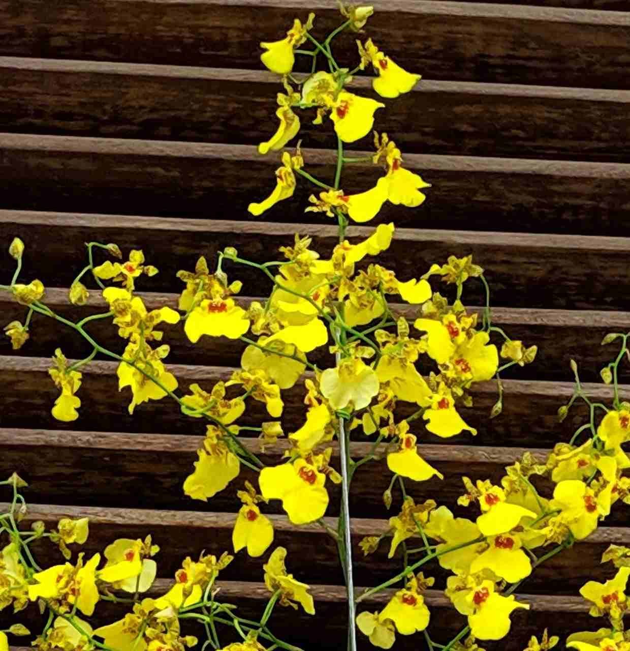 Como cuidar orquídea chuva de ouro. Entrega online orquídeas