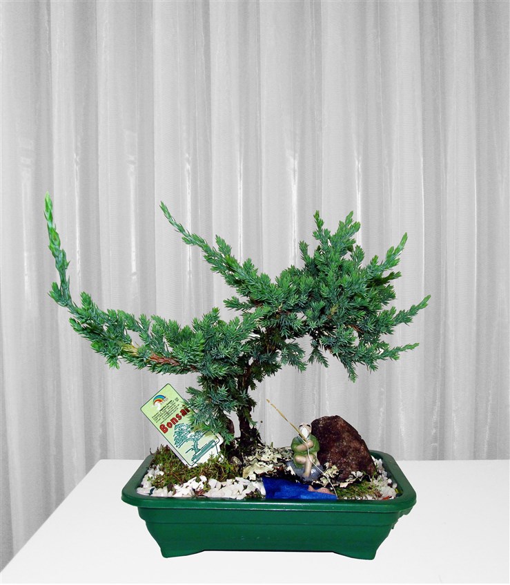Bonsai Tuia Jacare Envio Com Agilidade Para Belo Horizonte E Todo Brasil