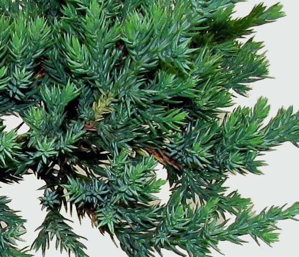 Bonsai Tuia Jacare Envio Com Agilidade Para Belo Horizonte E Todo Brasil