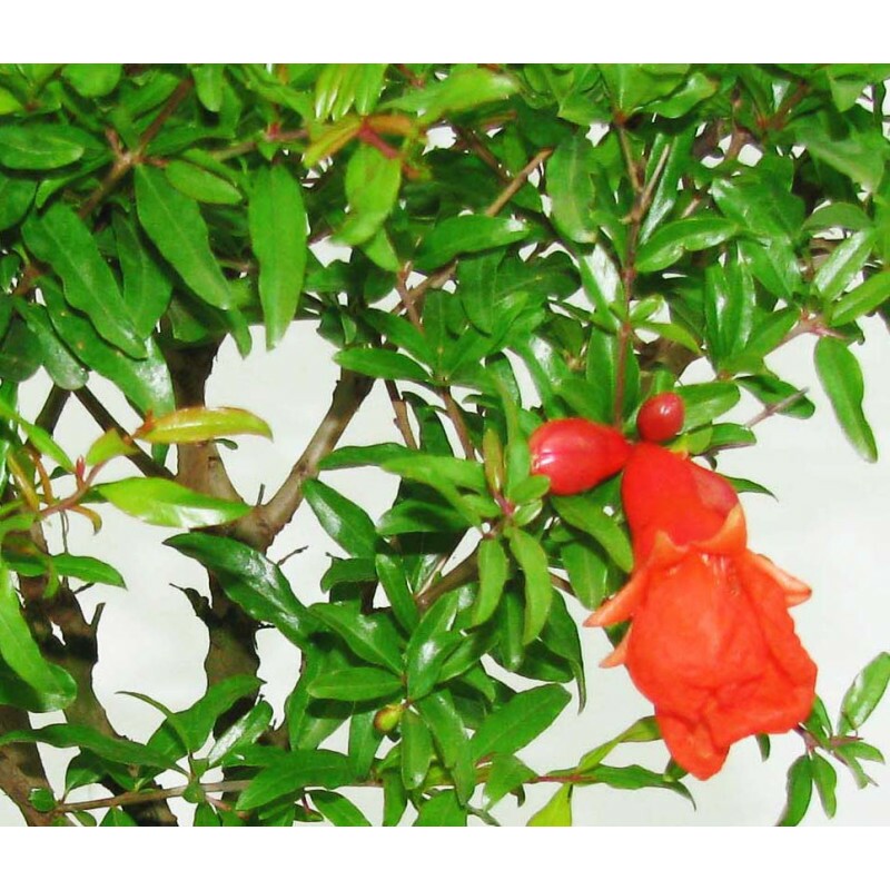 Bonsai de Romã com fruta com