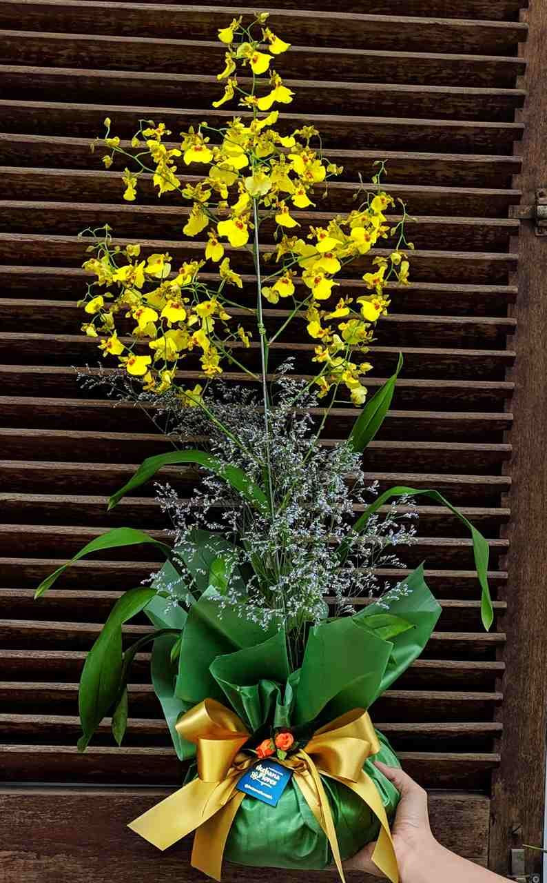 Orquídea Chuva de Ouro 