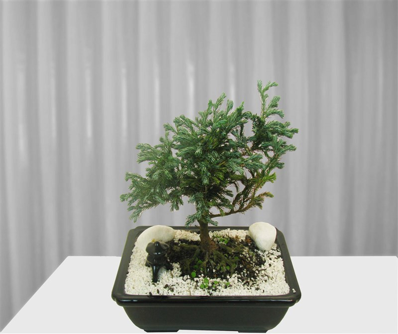 Comprar Plantas Bonsai De Tuia Azul Louca Com Envio Para Todo O Brasil