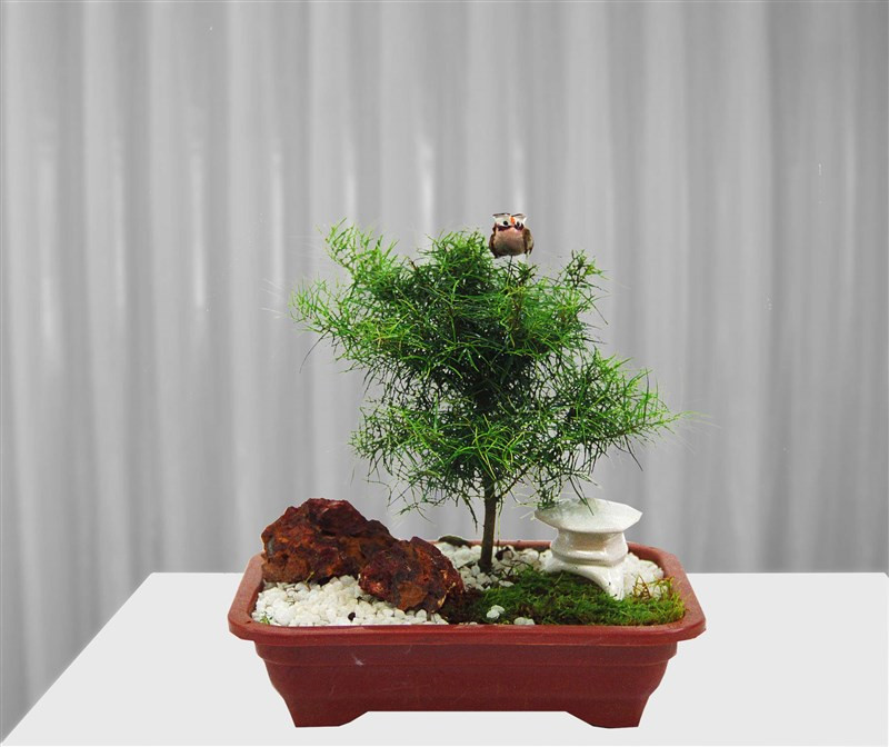 Comprar e enviar Bonsai árvore de Eugênia barato para todo ...