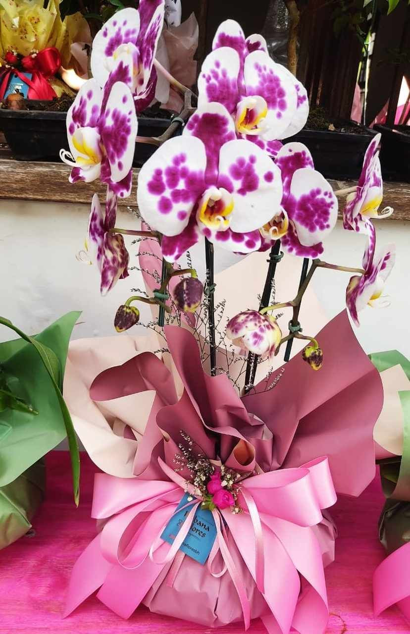 Orquídea Pintadinha