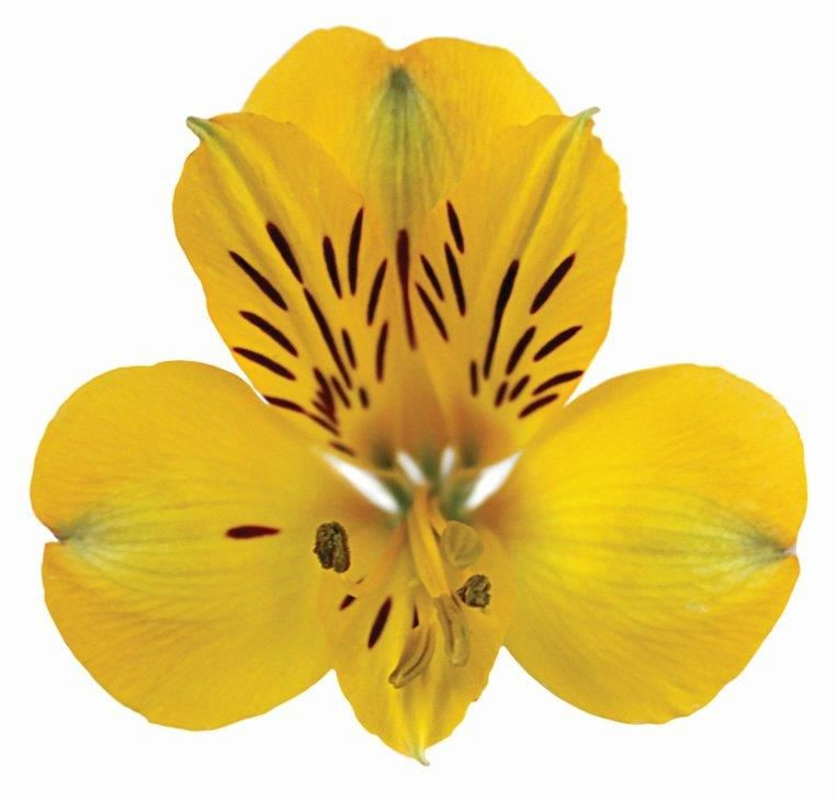 Astromelia Amarela 