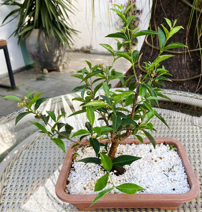 bonsai de 2 anos jovem plantado