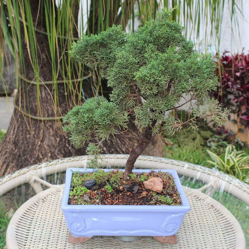 bonsai shimpaku