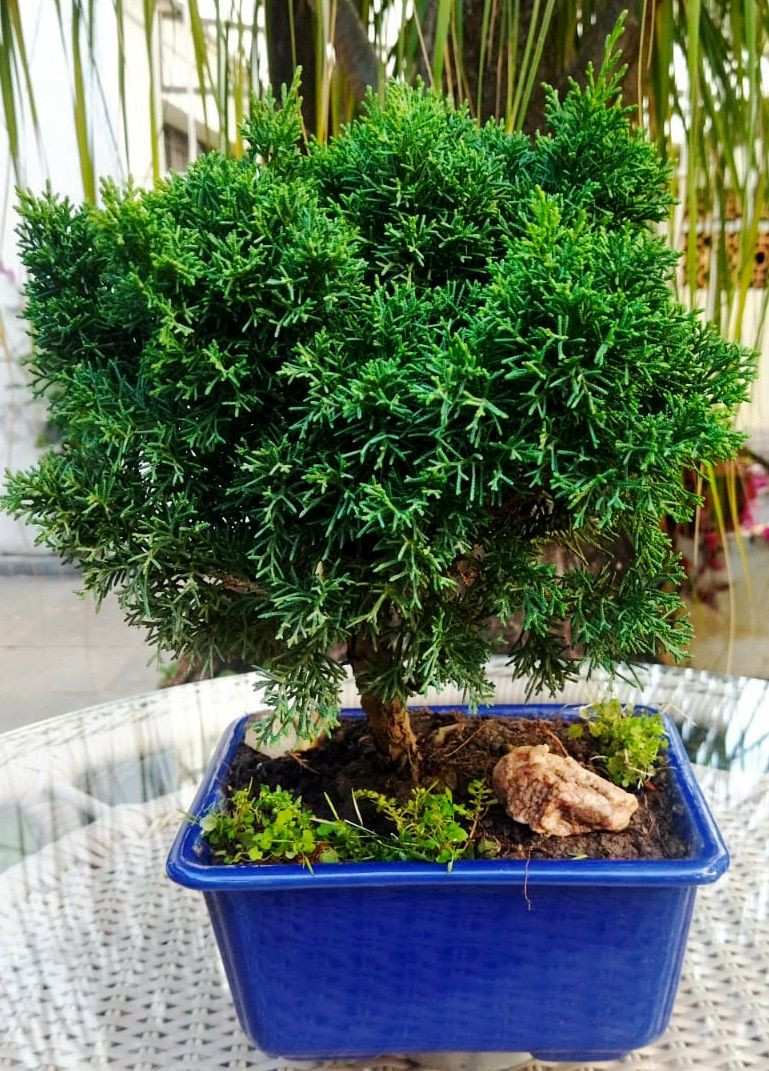 bonsai de tuia tipo shimpaku com 5 anos de plantio