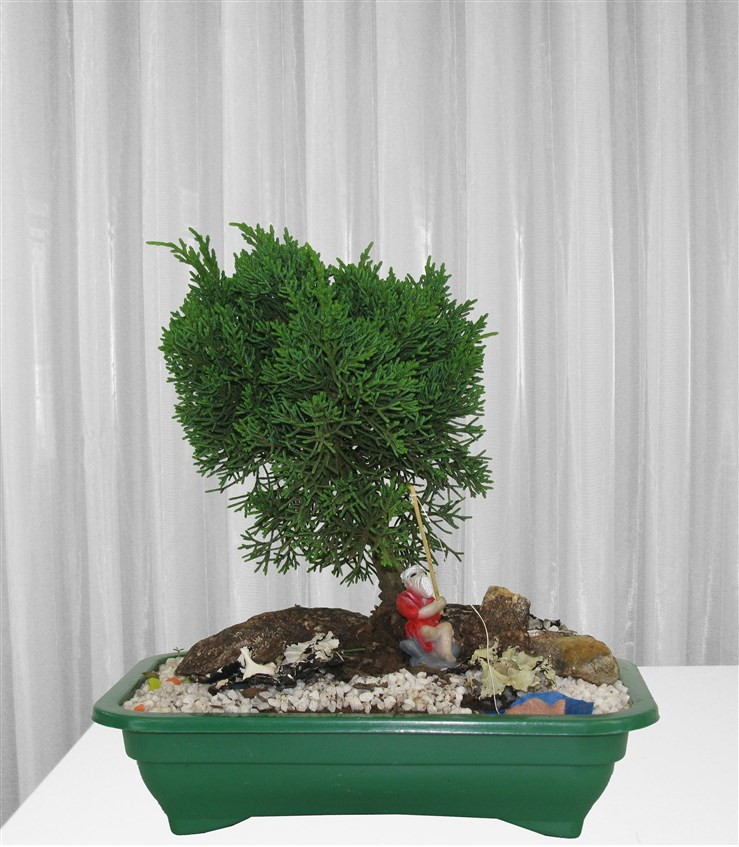Comprar Bonsai Tuia Chimpaco E Vaso De Planta Envio Para Todo Brasil
