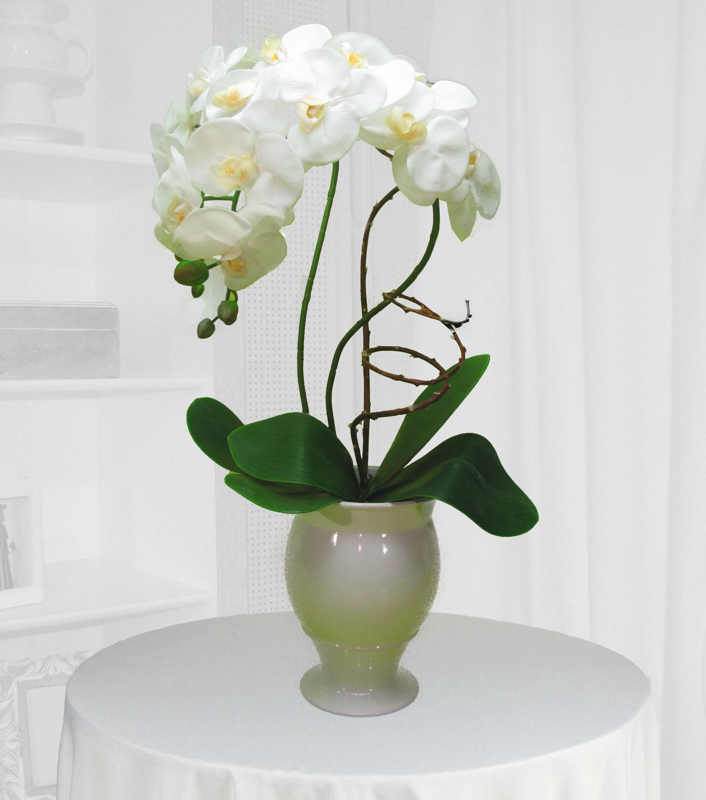 Orquídea Phalaenoposis branca 