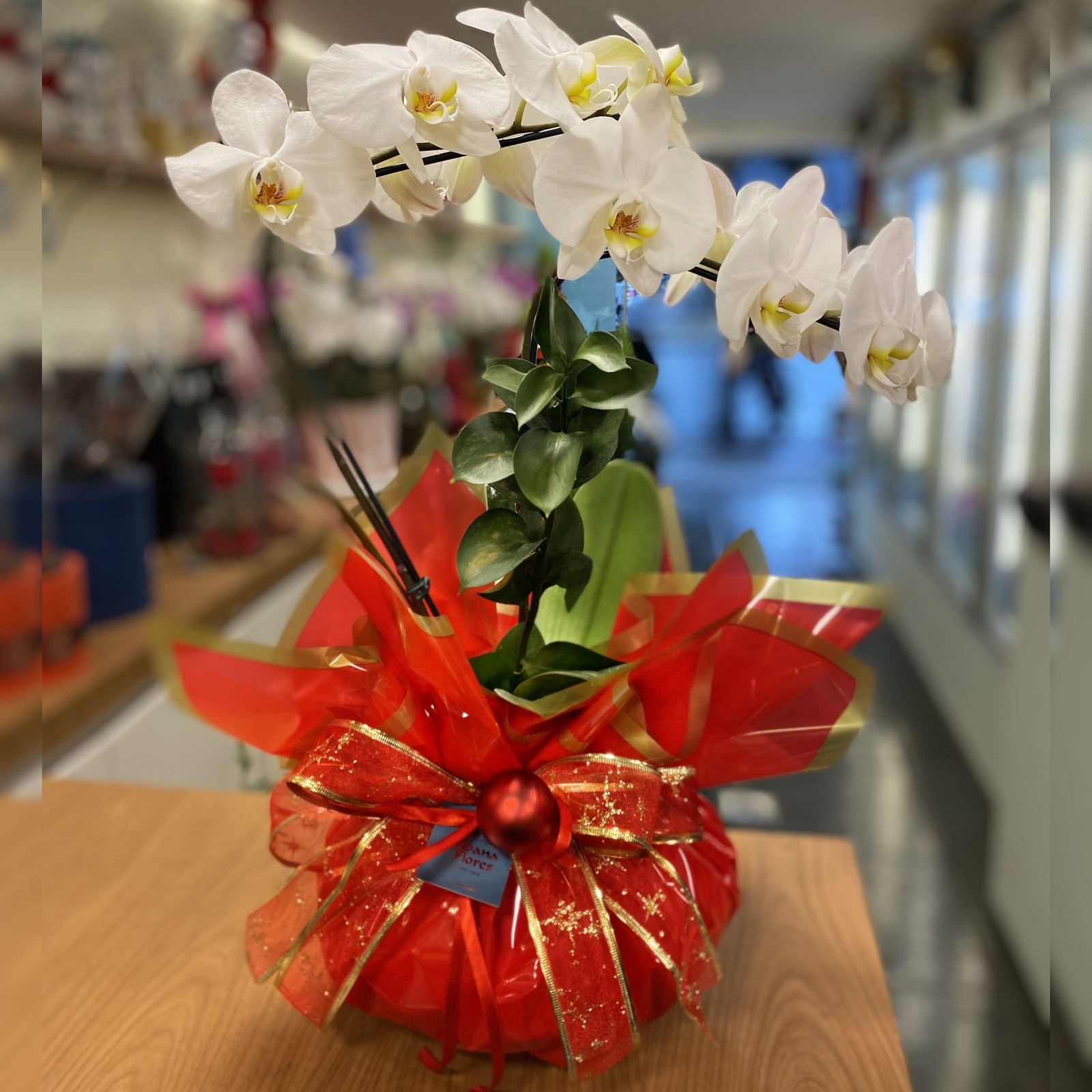 Orquídea Phalaenoposis branca natalina | Ikebana Flores
