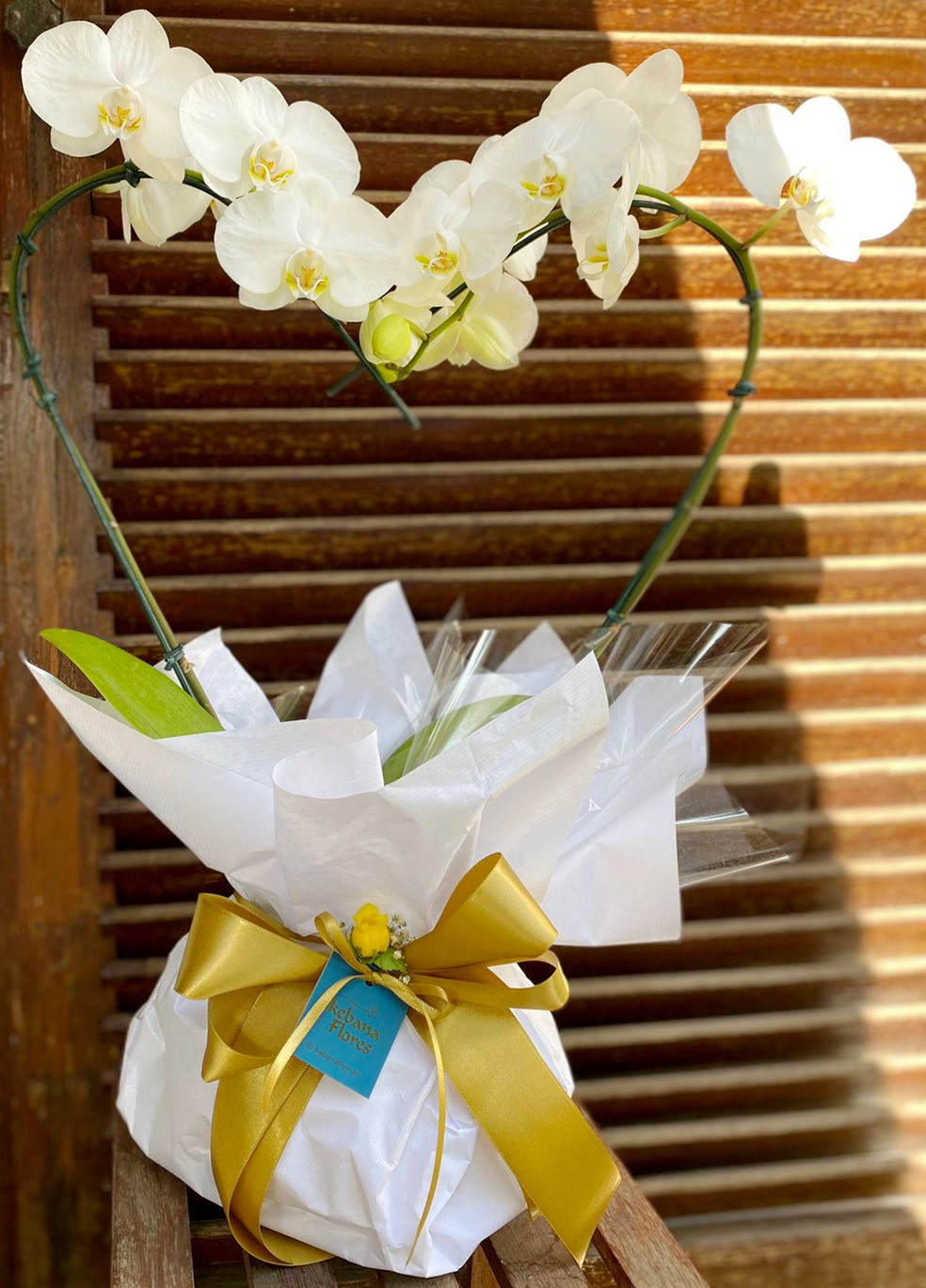 orquidea phalaenopsis branca coração