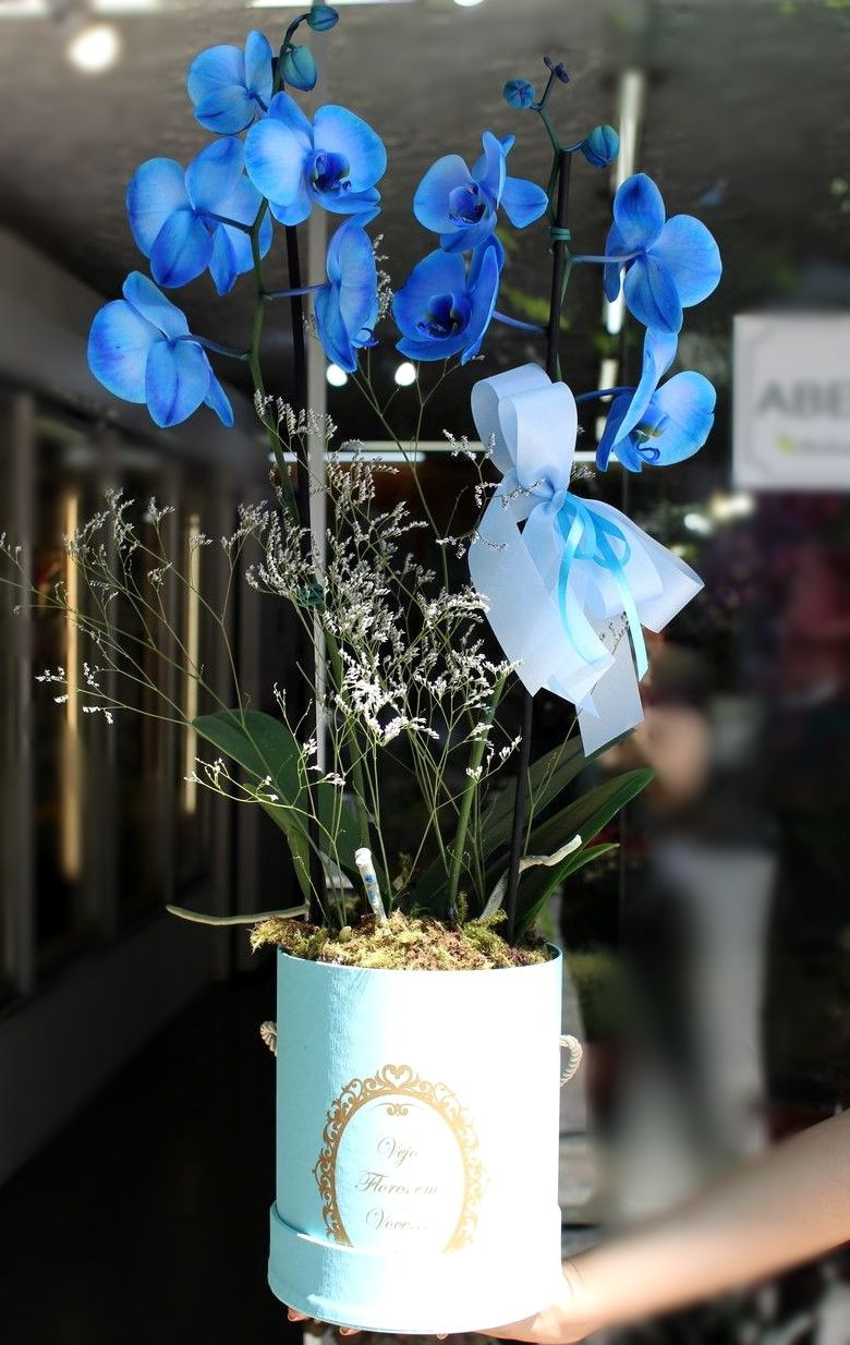 Orquídea azul para presente