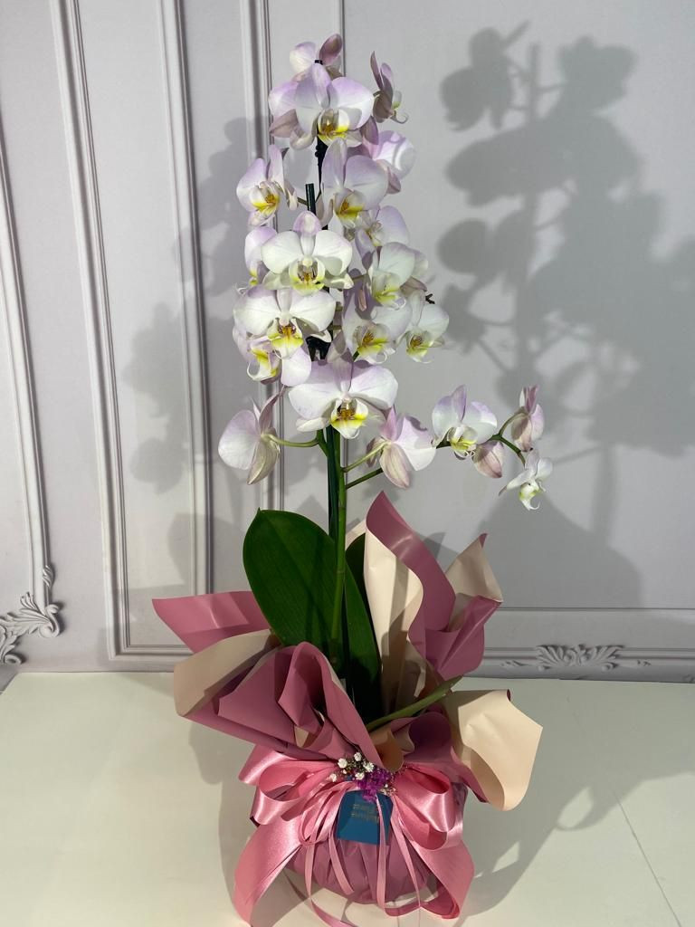 Orquídea Phalis em promoção 