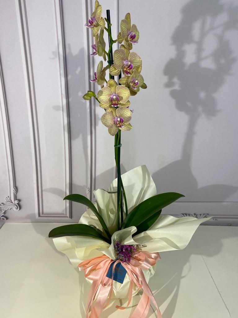 Orquídea Phalis em promoção 