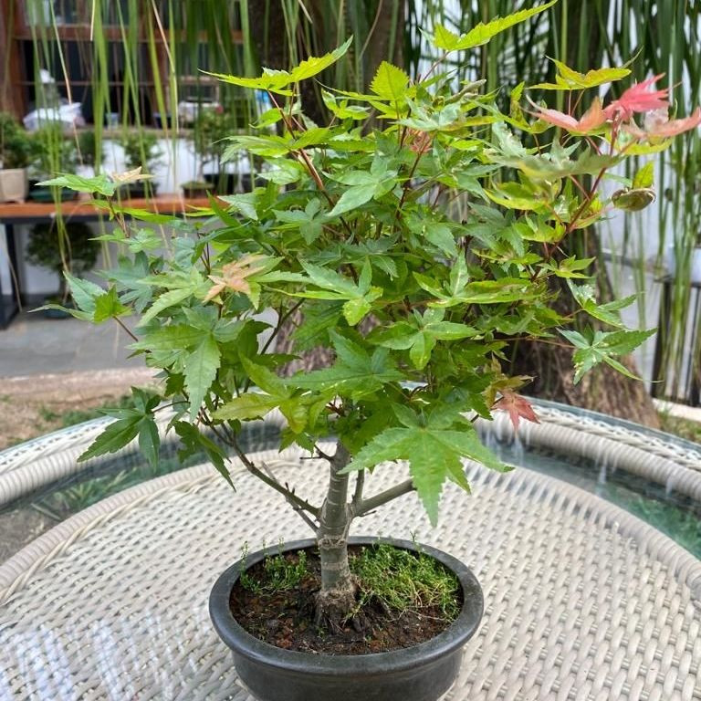 bonsai maple